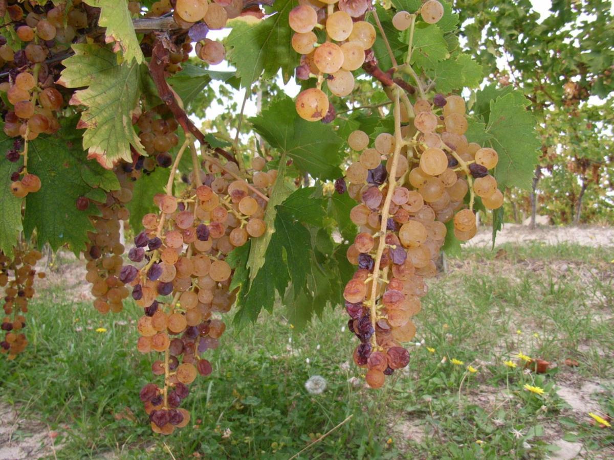 Agriturismo Rupestr Канели Екстериор снимка